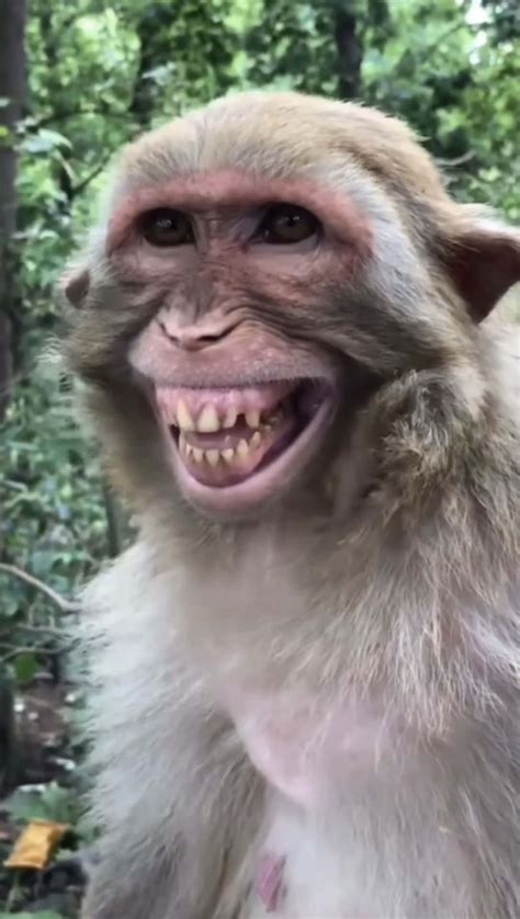 200 Funny Monkey Pictures