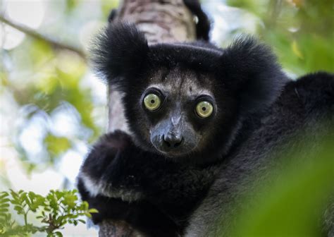 Lemurs Are Almost Under Threat Of Extinction