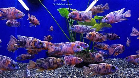 Down, also used as an intensive, from latin ob (prep.) in the direction of, in front of, before; ob-peacock-cichlids-001.jpg | Cichlidaholics Cichlid Forum - Forums For All Freshwater Fish and ...