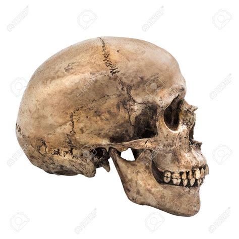 Huge collection, amazing choice, 100+ million high quality, affordable rf and rm images. Image result for human skull side view | Crane humain ...