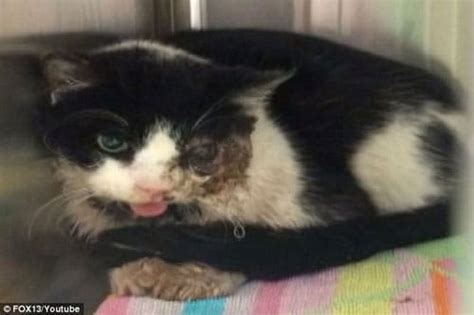 Update Humane Society Says Zombie Cat May Not Be Returned To His