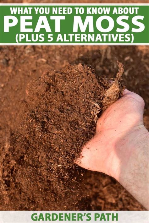 Should Gardeners Use Peat Moss Plus 5 Alternatives Gardeners Path
