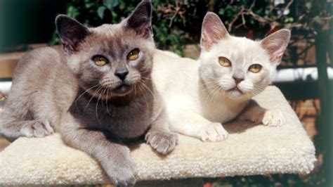 Burmese Cat Breed Profile Characteristics Care Vlrengbr