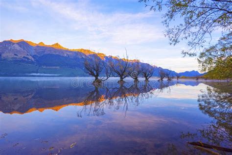Row Of Willow Trees On Lake Wakatipu In Glenorchy New Zealand Stock