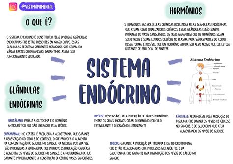 Sistema Endócrino Resumos E Mapas Mentais Infinittus