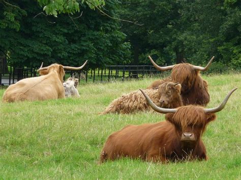 Scotland Highland Cattle Cattle Farm Yard