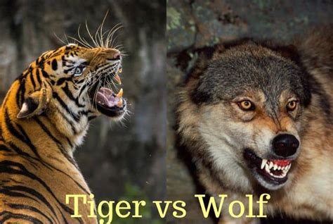 Wolf Vs Tiger Who Will Win In A Fight Earth Eclipse