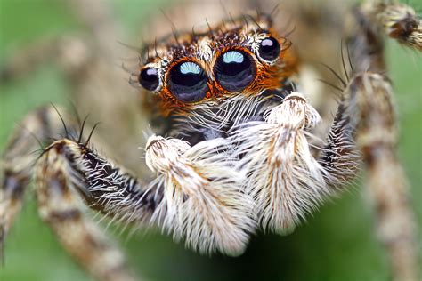 46 Cute Spider Wallpaper Wallpapersafari