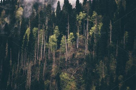 Coniferous Forest Tree Background Containing Outdoor Breathtaking And