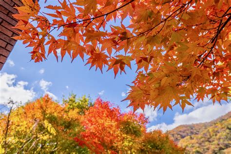 10 Best Places For Autumn Leaves In Kanto 2019