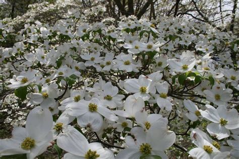 Good identification of these trees depends on accurate characterization of some magnolia (magnolia spp.) varieties bear pink flowers, including the rosea variety of star or swamp magnolia (magnolia stellata rosea. Flowering Dogwood- Missouri state tree | Missouri state ...