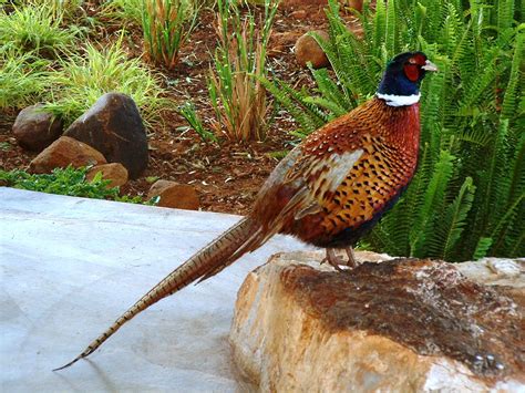 All Wallpapers Colourful Pheasant Birds Wallpapers