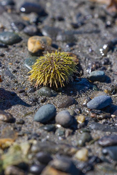 Baby Sea Urchin Photograph By Blue Ice Alaska Fine Art America
