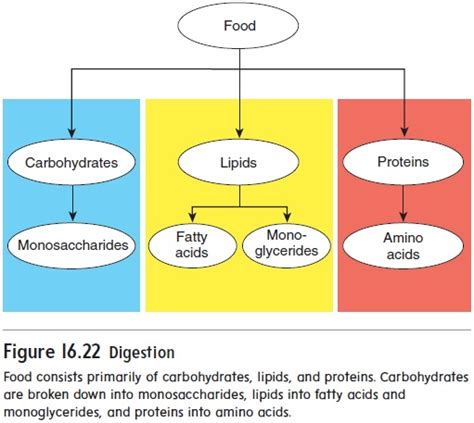 Chemical Digestion And Absorption Of Carbohydrates Proteins Lipids Occurs In The Makeupview Co