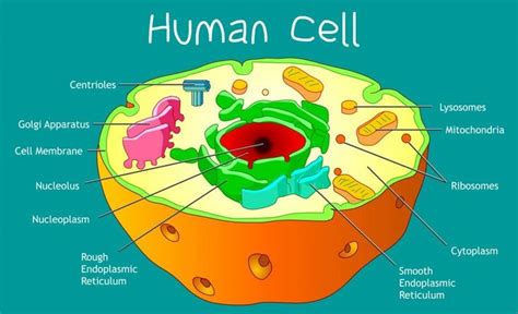 Cell Structure Biology Online Tutorial Eukaryotic Cell Cell