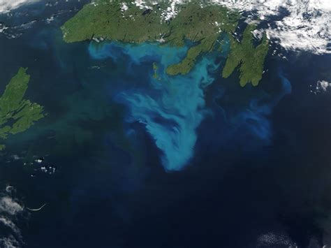 Nasa Visible Earth Phytoplankton Bloom Off Newfoundland Canada