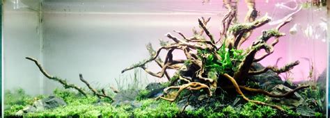 Submitted 18 hours ago by sirgeorgebax. Nature Aquascape! | Page 2 | Aquarium Fish Forum | 258232
