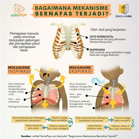 Jelaskan proses pernafasan perut : Jelaskan Proses Pernafasan Perut / Sistem pernapasan manusia salah satunya sub bab pernapasan ...