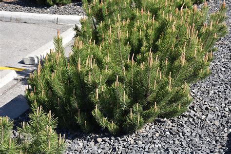 Dwarf Mugo Pine Pinus Mugo Var Pumilio In Edmonton St Albert