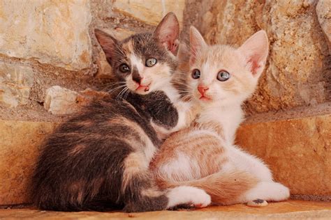 How To Introduce Two Cats Caomplete Guide