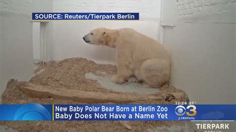 New Baby Polar Bear Born At Berlin Zoo Youtube