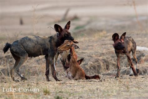 Wild Dogs Eating Impala Africa Geographic