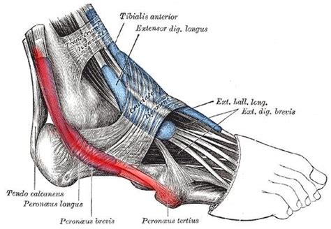 Peroneal Tendonitis And The Best Stretches To Relieve Pain