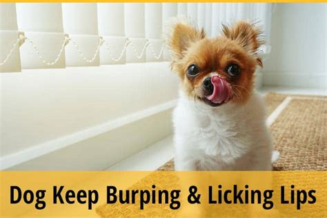 Why Is My Dog Keeps Burping And Licking Lips 10 Reasons Zooawesome