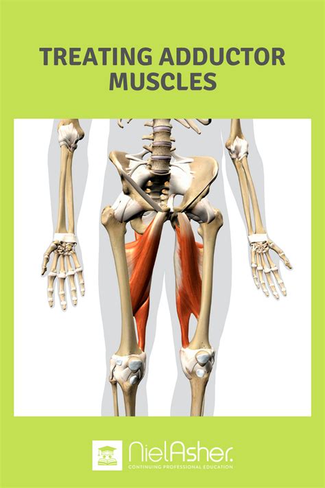 Treating Common Sports Injuries Tendinitis Of The Adductor Muscles