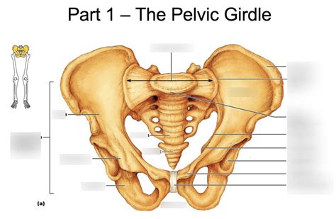 The Pelvic Girdle Diagram Quizlet