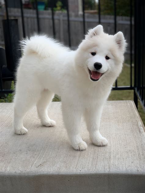 Cute White Chow Chow Puppy Bleumoonproductions