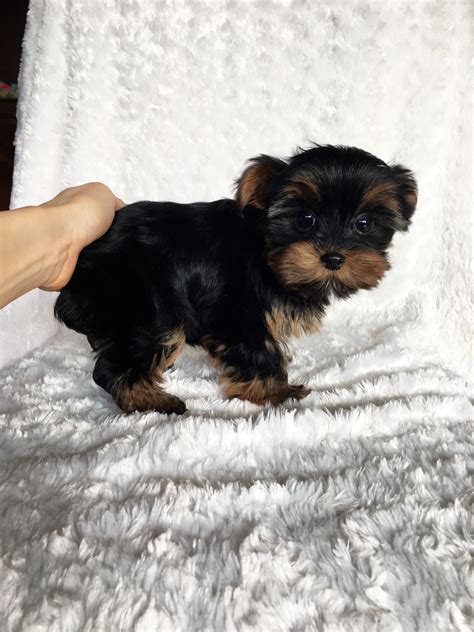 A reputable breeder can charge upwards of $600, $800, or even $1200 for a yorkie puppy that is akc registered, and that's considered a relatively low price. Teacup Yorkie Puppy! Female | iHeartTeacups