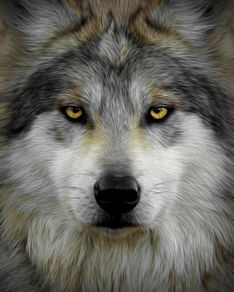 The Eyes Have It By Jeff Weymier Mexican Gray Wolf Cuccioli Di Lupo