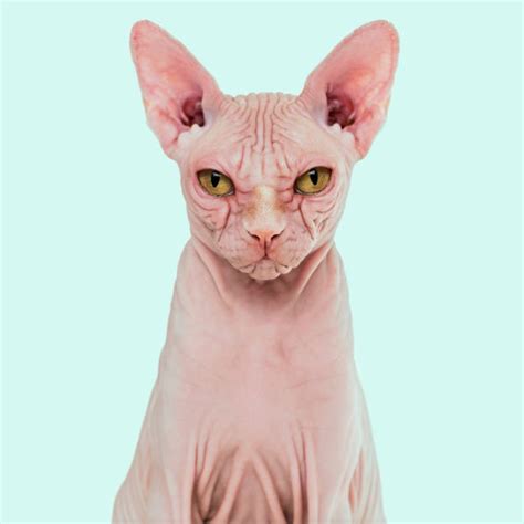 300 Ugly Hairless Cat Stock Photos Pictures And Royalty Free Images
