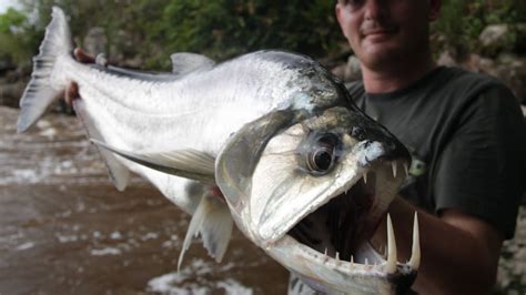 Video Sladkovodní Ryba S 15 Cm Dlouhými Zuby K čemu Je Potřebuje