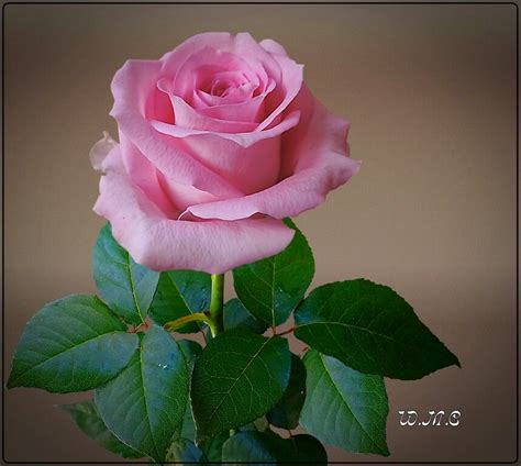 Pretty Pink Rose Красивые розы Цветочный Фотография цветов