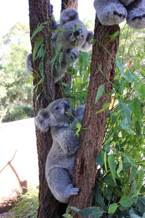 Kissing Koalas At Taronga Zoo Zooborns