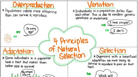 The 4 Principles Of Natural Selection Youtube