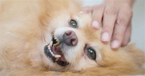Pets purchased at petsmart are part of our exclusive vet assured™ program, designed by petsmart veterinarians to help improve the health and well being our vendors meet a high standard in caring for pets and screening them for common illnesses. The Complete At-Home Skin Care Guide for Dogs | Vetericyn ...