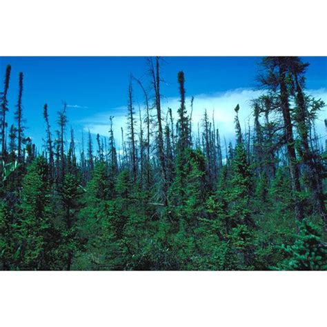 Abiotic Factors Northwestern Coniferous Forest