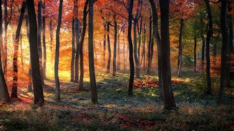 Wallpaper 1920x1080 Px Colorful Fall Forest Grass Landscape