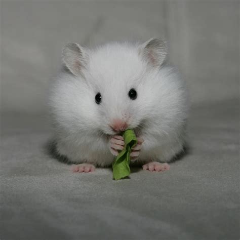 Hamster Fine Photo Hamster Cute Hamsters Animals Beautiful