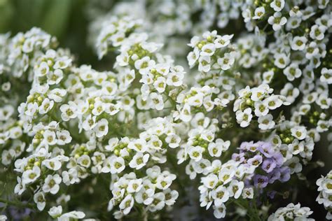 Growing And Caring For Sweet Alyssum Plants