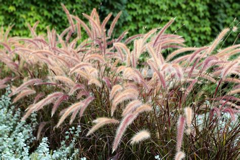 Ornamental Grasses Enhance Your Gardens Beauty Year Round ﻿ Natural