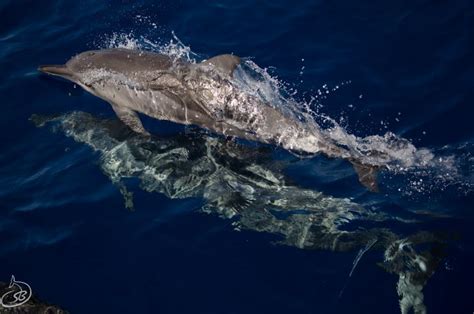 Sensational Seal And Dolphin Photos This Winter Australian Wildlife