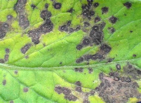 Early Blight And Septoria Leaf Spot On Tomato Plants Zohal