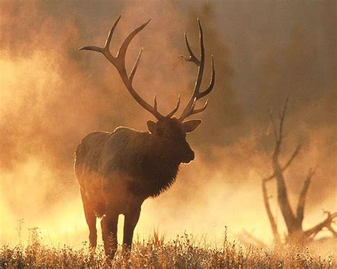 Rocky Mountain Elk Wallpapers Top Free Rocky Mountain Elk Backgrounds