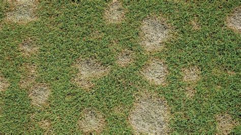 Ground Pearl Identification and Control ⋆ Blog ⋆ Quiet Lawn LLC