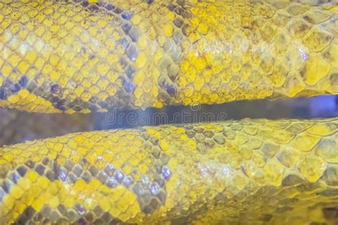 Dried Skin Of The Burmese Python For Background The Burmese Python