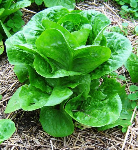Buttercrunch Lettuce Seeds Organic Non Gmo Seed Organically Grown 1